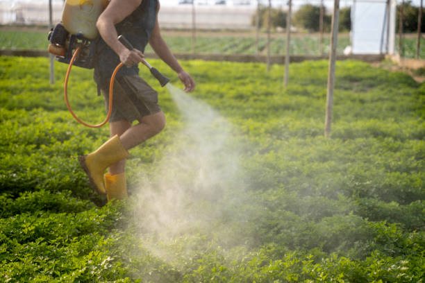 Best Wasp Removal Services  in Pukalani, HI