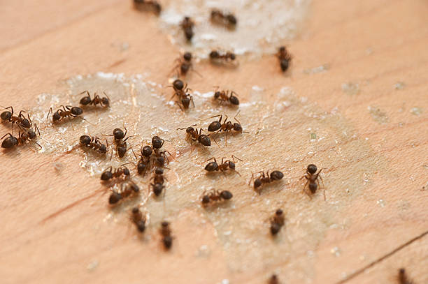 Pukalani, HI Pest Control Company