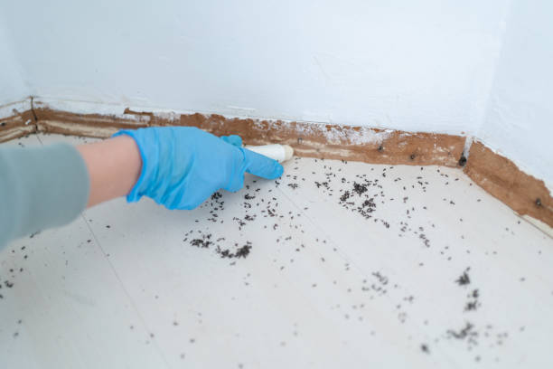 Best Wasp Removal Services  in Pukalani, HI