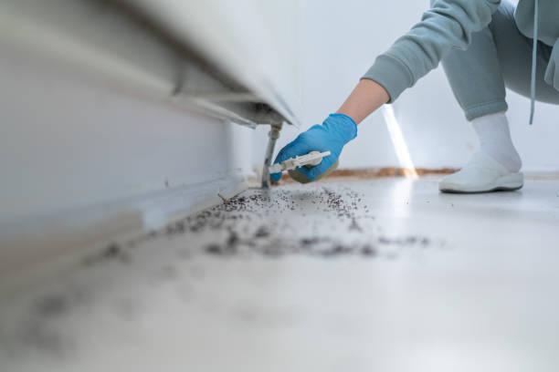 Best Pest Control Treatment  in Pukalani, HI
